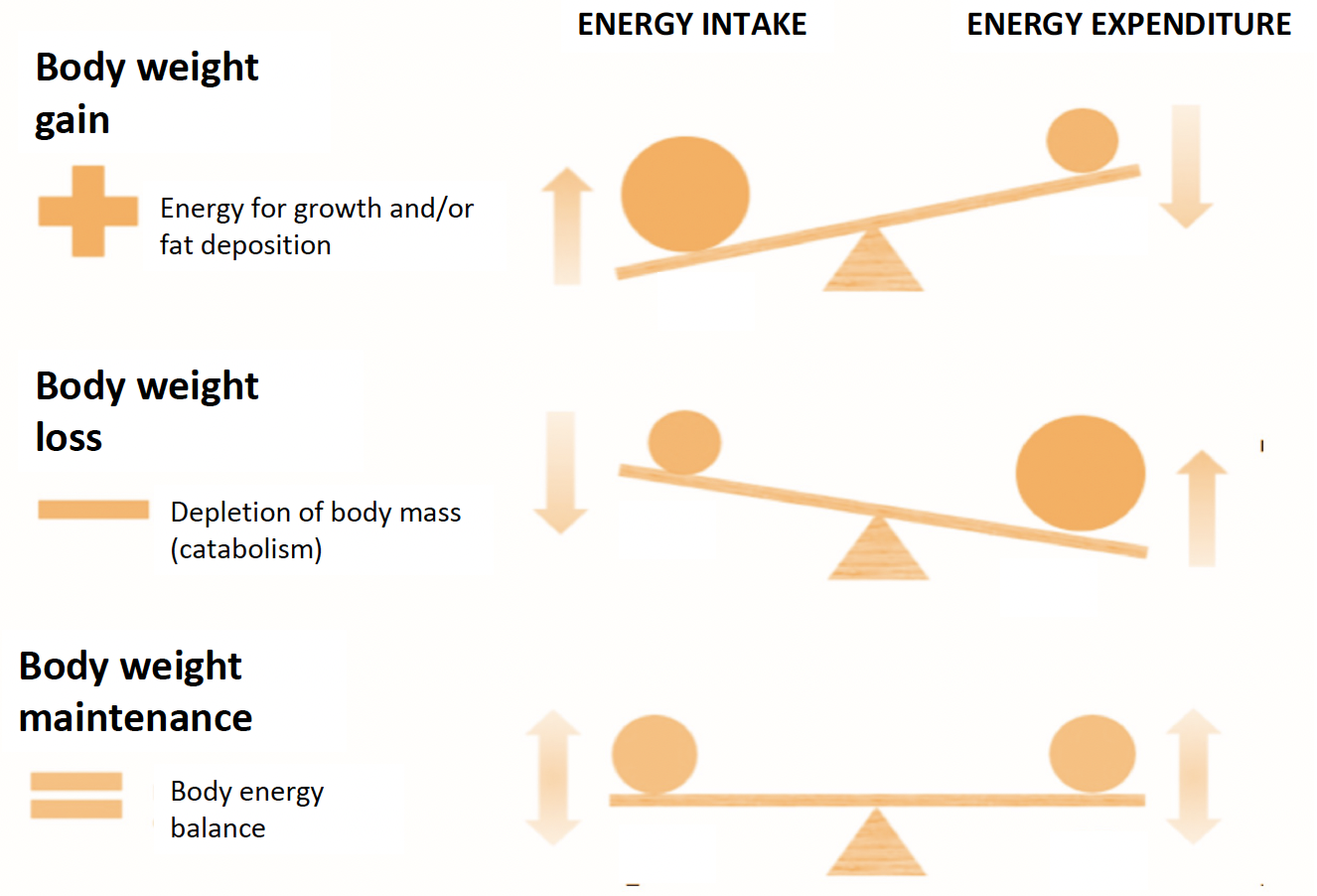energy balance