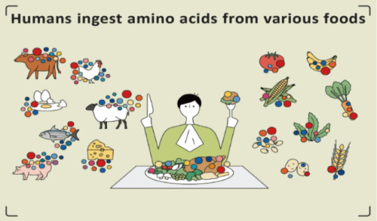 amino acids