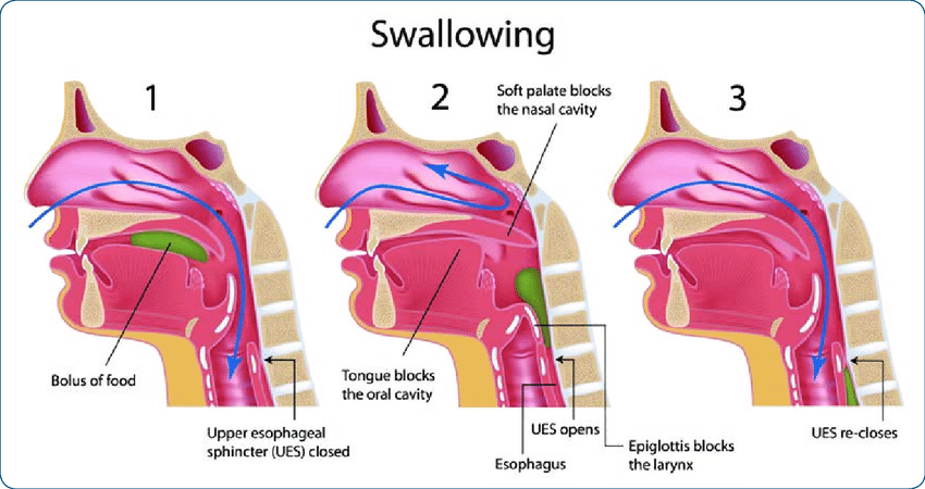 swallowing